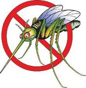 Immagine di una zanzara